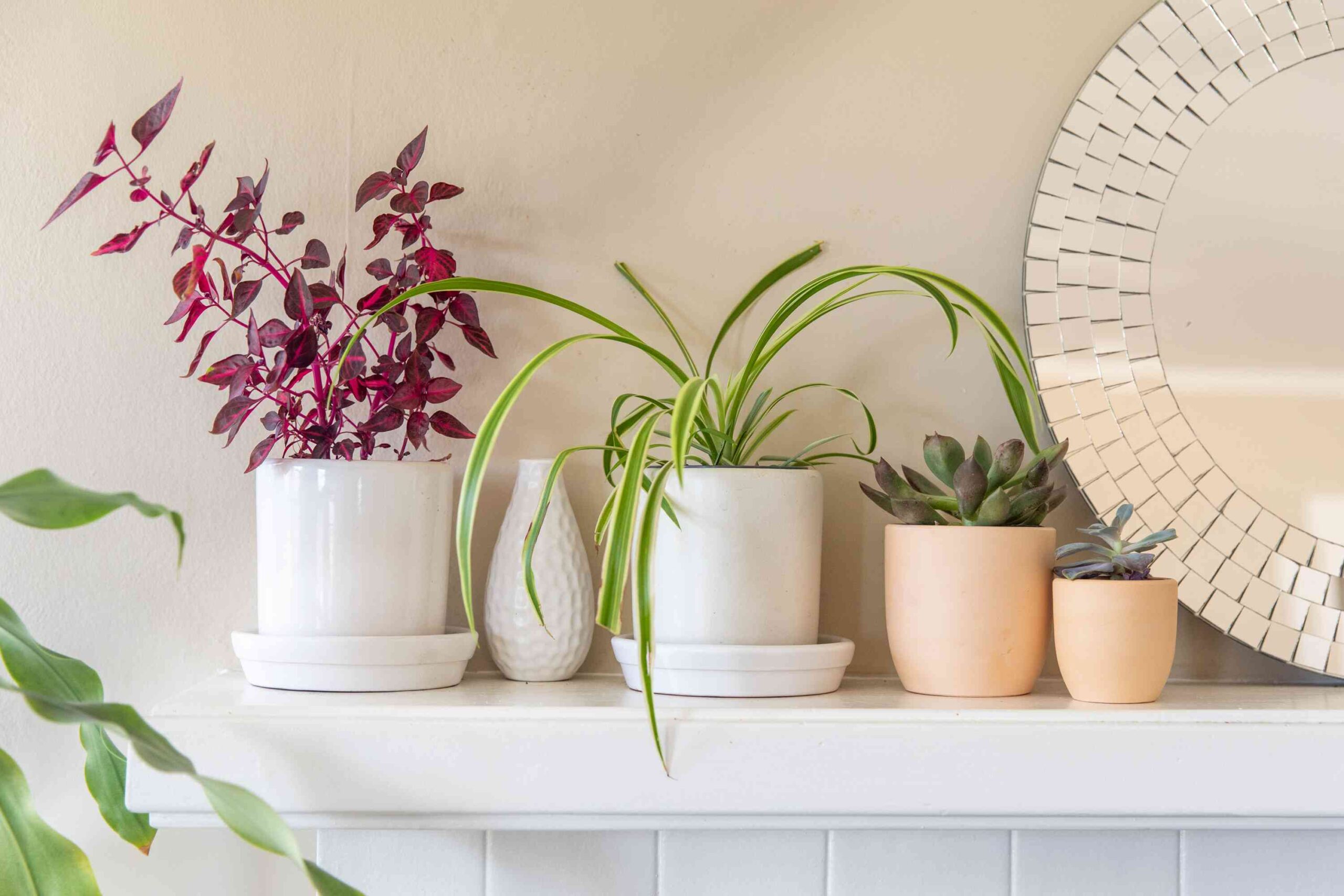 Creative Ways of Decorating a Flower Pot and What Plants Really Need