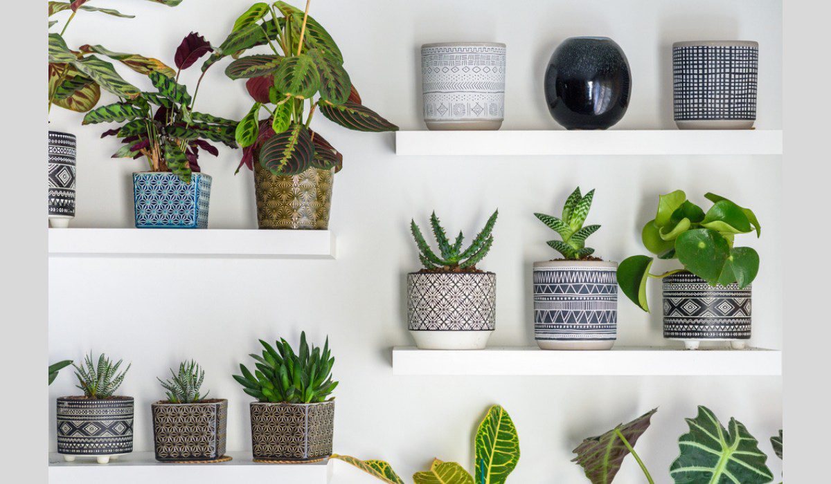 Decorating a Flower Pot and What Plants Really Need