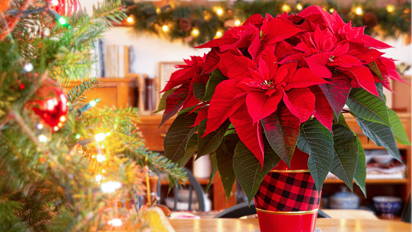 How to Care for Poinsettias: Watering, Light, Temperature & Common Problems Solved