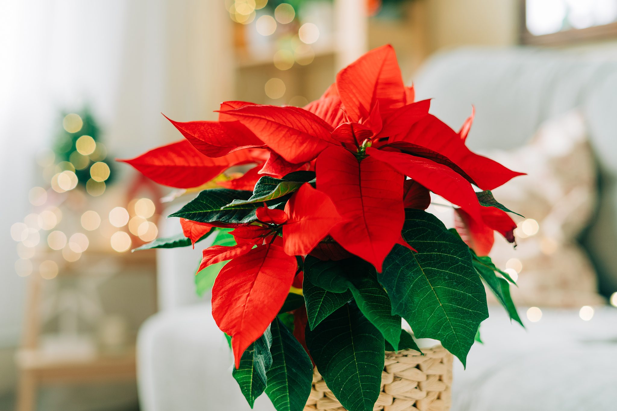Keep Your Poinsettia Alive & Blooming Essential Care Tips for the Holiday Season & Beyond