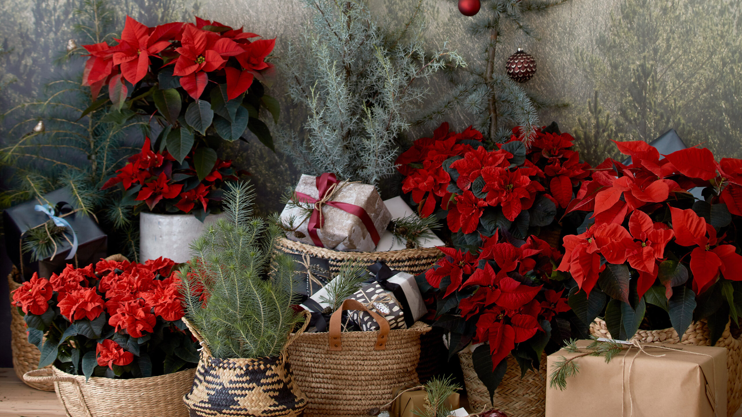 Poinsettia Care 101 A Beginner's Guide to Keeping Your Christmas Plant Thriving in 2025