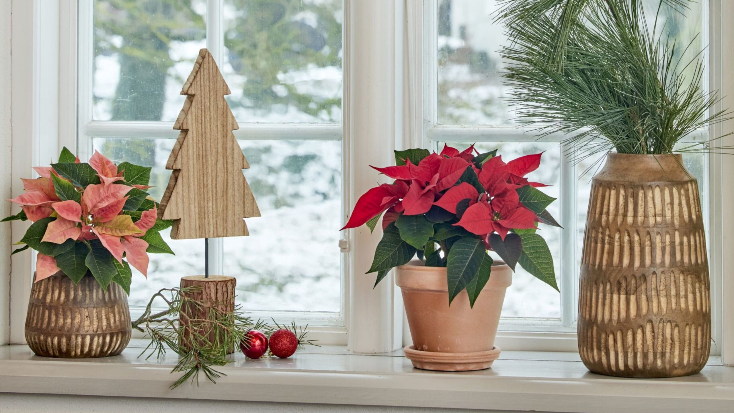 Poinsettia Care Made Easy The Ultimate Guide for a Healthy & Vibrant Plant [2025]